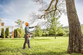 Best Hazardous Tree Removal  in Cienega Springs, AZ